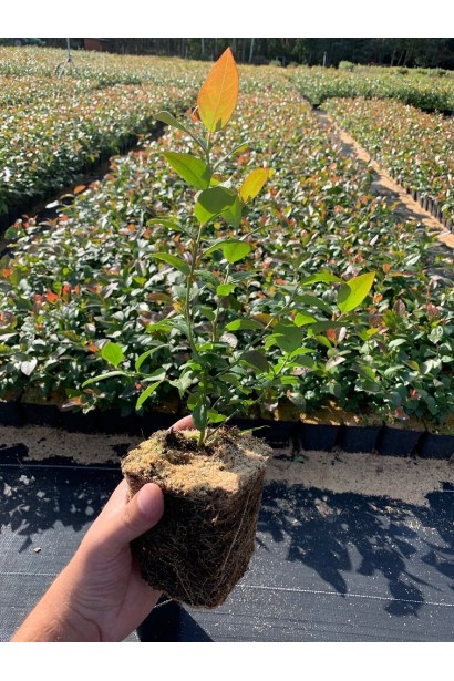 Лохина Дароу саженец контейнер п9